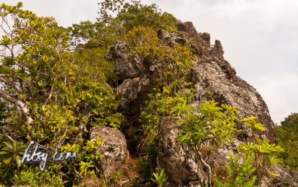 Rocks and trees on lion mountain